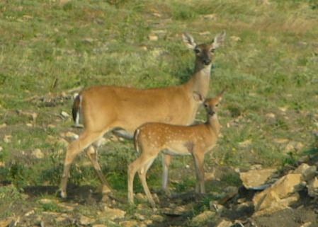 Breeding Success in white-tailed deer