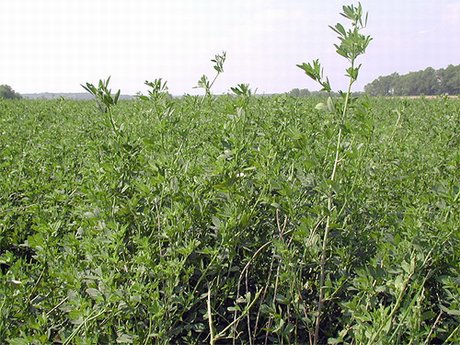 Alfalfa for White-tailed Deer Food Plots