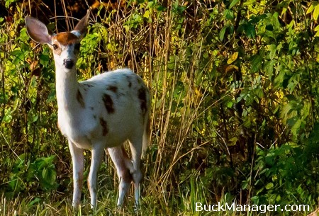 Piebald Whitetail Deer