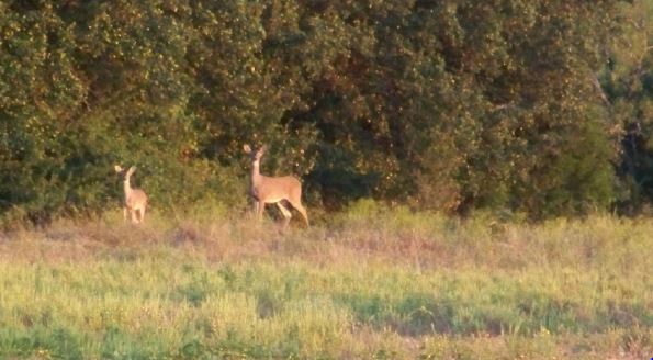 Foods Deer Eat