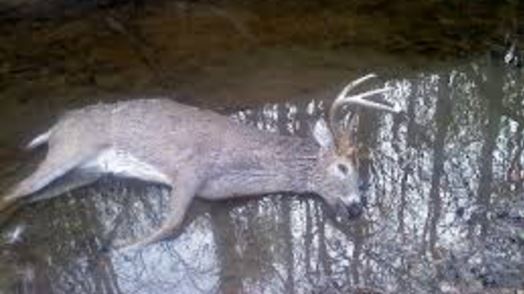 Blue Tongue in White-tailed Deer