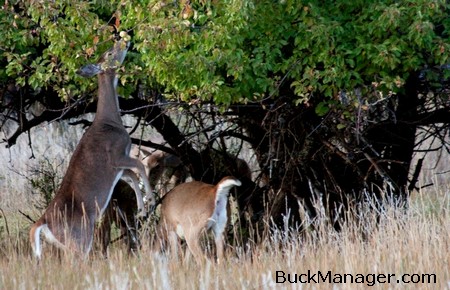 What do Whitetail Deer Eat?