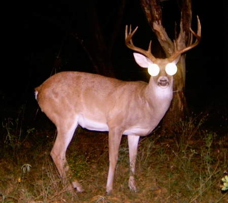 Digital Game Camera - Importance of Effective Flash Range