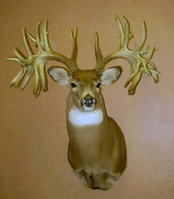 Missouri Monarch: The World Record Non-Typical Whitetail Buck