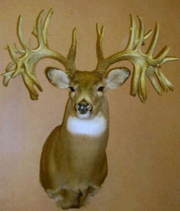 Missouri Monarch: The World Record Non-Typical Whitetail Buck