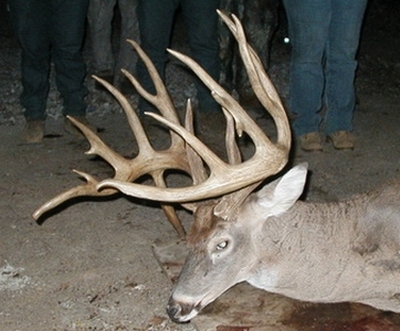 Big Whitetail Bucks of 2007