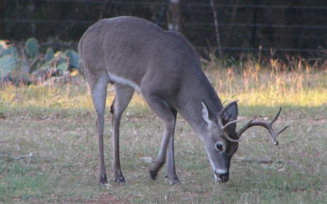 Deer Management: What a Difference a Year Makes