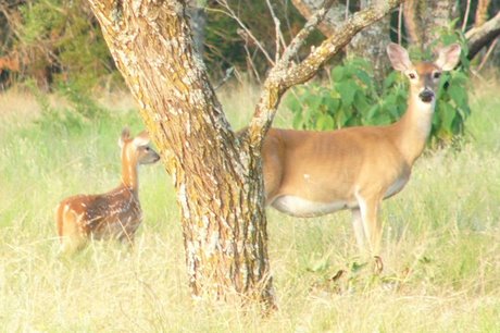 Effects of Food Availability on White-tailed Deer Reproduction