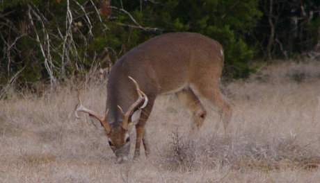 Proper Harvest Essential for Good Deer Management