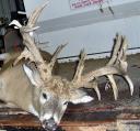 Big Whitetail Bucks of 2007