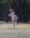 Deer Management: What a Difference a Year Makes