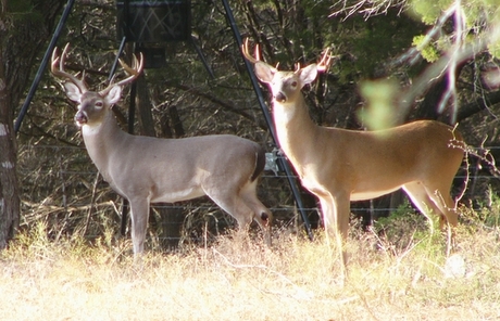 Deer Management: What a Difference a Year Makes