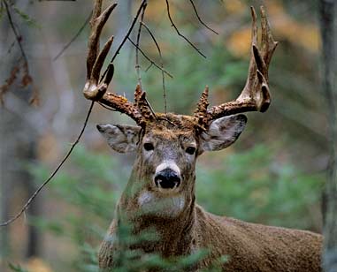 The Importance of Aging Deer