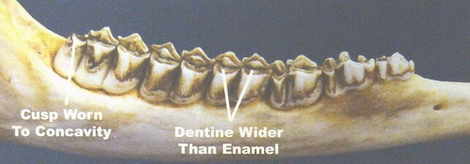 Whitetail Jawbone Aging Chart