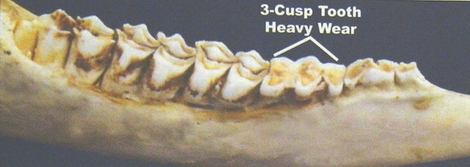 1 1/2 (yearling) jaw