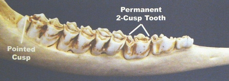 2 1/2 year old jaw