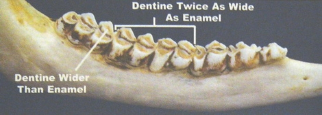 Whitetail Jawbone Aging Chart