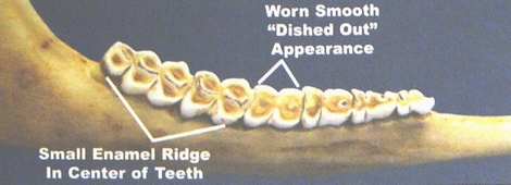 6 1/2 year old jaw