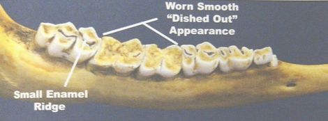 deer tooth aging chart