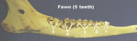 Fawn jaw