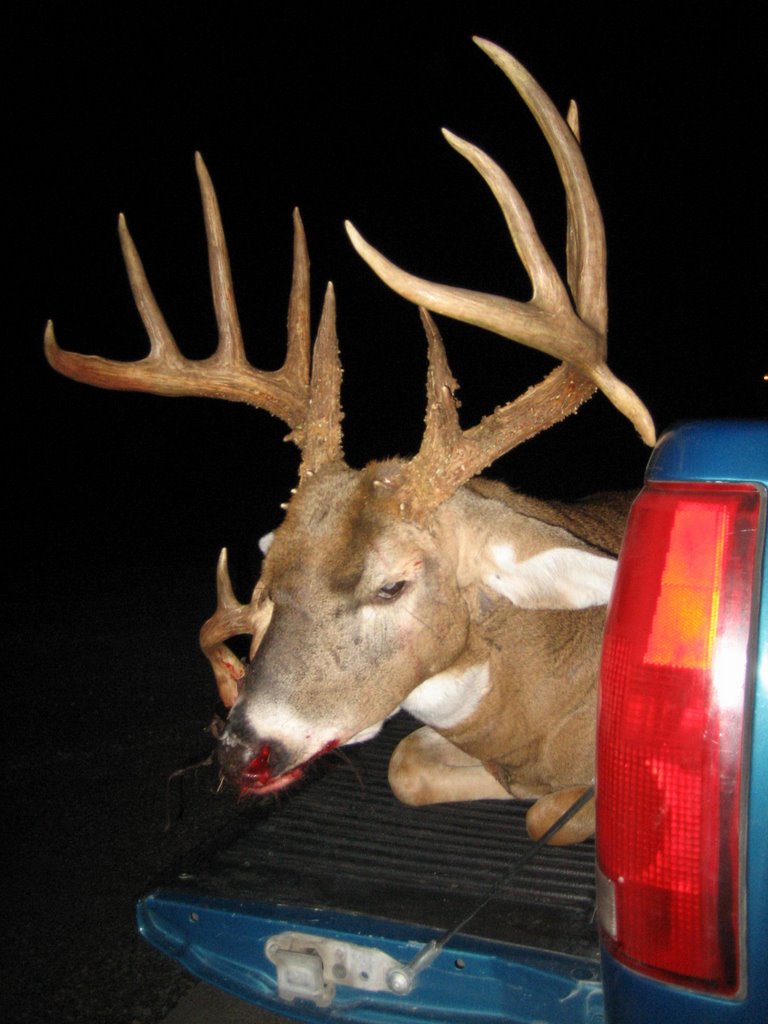 Whitetail Buck with Third Antler