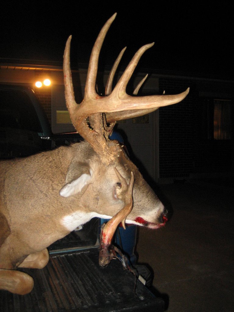 Big Buck with Antler in Eye