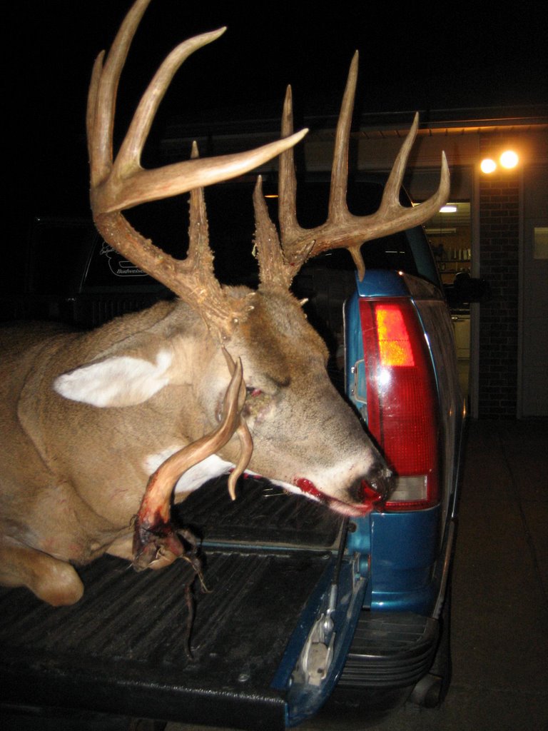 Buck with Antler in Face