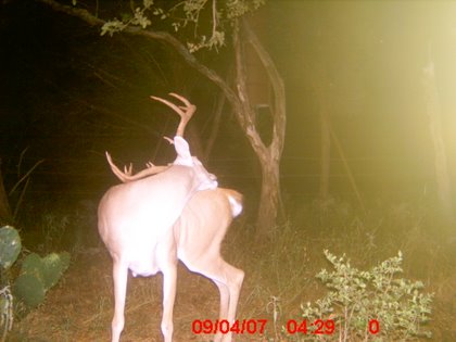 Hunting Whitetails Using Game Cameras