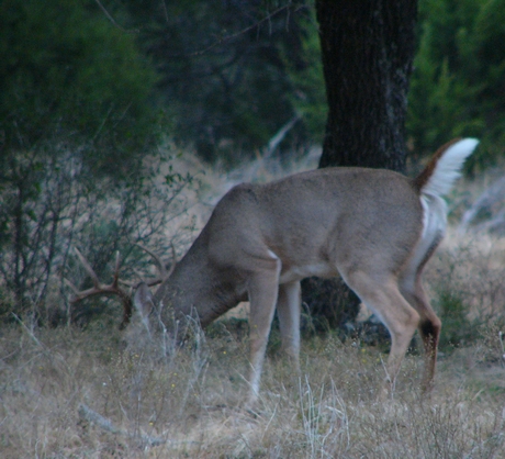 Use the Scrape Switch to Drive Bucks Wild