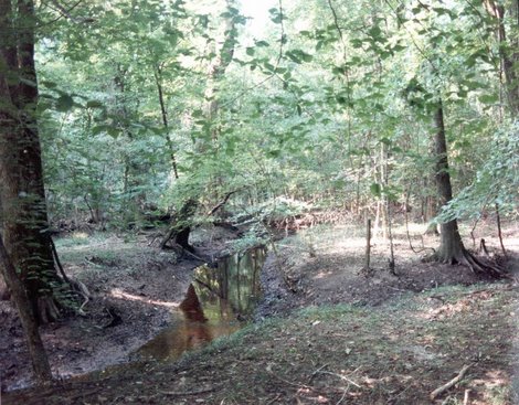 Bottomlands are Important White-tailed Deer Habitat