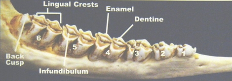 Deer teeth parts and terms