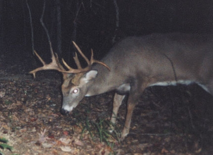 Mature Whitetail Buck Behavior: Going Nocturnal