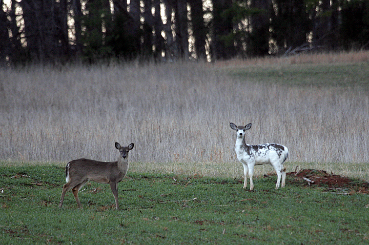 Normal and Piebald Deer in Field