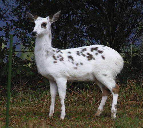 Piebald Deer with Physical Abnormalities