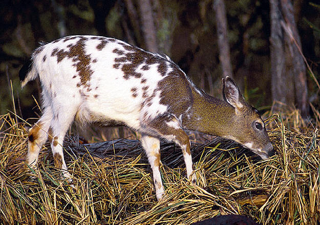 Piebald Deer