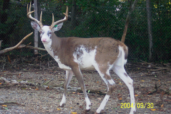 Piebald Deer – What are They?