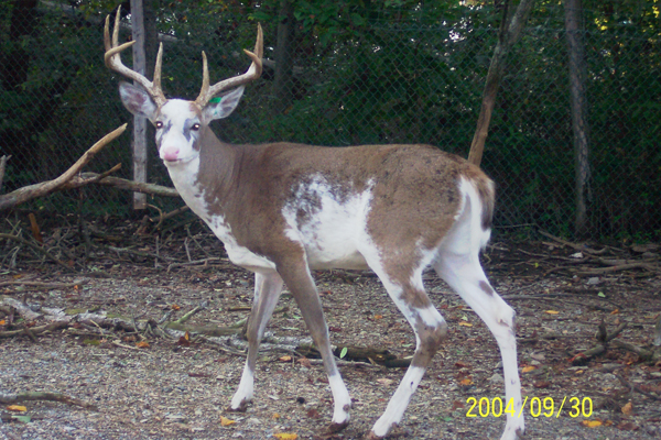 Piebald Whitetail Buck