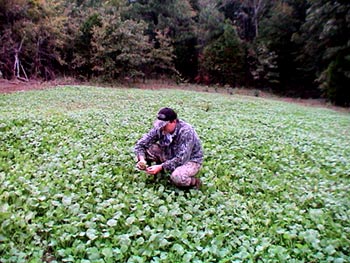 Food Plots Without Planting