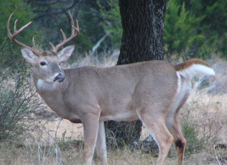 Texas Land For Sale at BuckManager.com