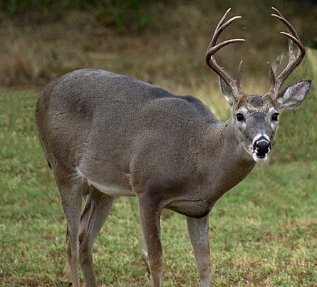 Tips For Whitetail Deer Hunters