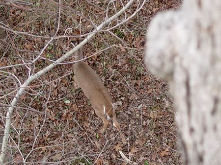 Tree Stand Safety for Deer Hunters