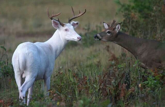 Albino Buck Deer and Normal Whitetail Buck