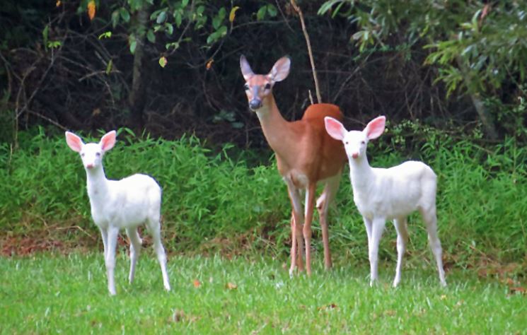 Albino Deer Fawns with Whitetail Doe