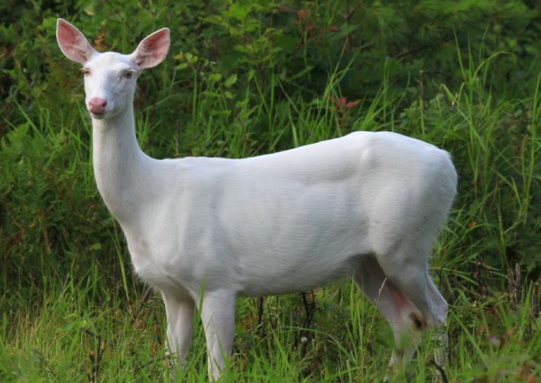 Albino Deer Photos and Facts