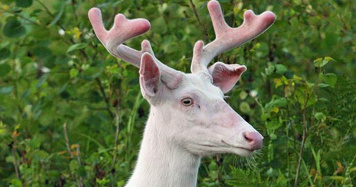 Albino Buck Photo