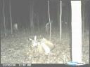 Bobcat Attacks White-tailed Deer - Photos