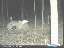 Bobcat Attacks White-tailed Deer - Photos