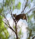 Bobcat Attacks White-tailed Deer - Photos