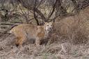 Bobcat Attacks White-tailed Deer - Photos