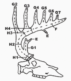 Boone & Crockett Scoring Terminology